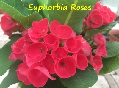 Euphorbia Milii EUPHORBIA ROSES Crown of Thorns Coronas de Cristo Thai Hybrid - Image 1 of 4