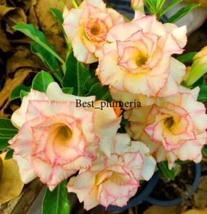 Adenium Obesum Wüstenrose ""Himmel"" 200 Samen - Bild 1 von 6