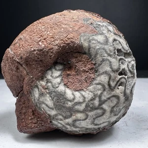 91GR  PERMIAN MATRIX ROUGH CALCITE AMMONITE FOSSIL MOLLUSCA - Picture 1 of 17