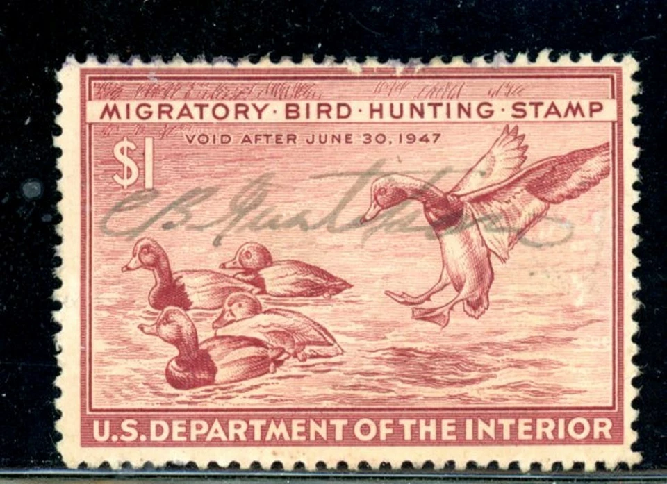 US Duck Scott # RW13 - Used - Signed - Image 1 of 1