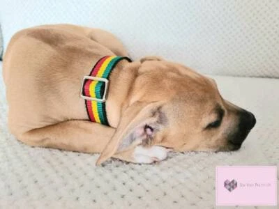 Jamaican/Rastafarian/Rastafari/Rasta/Reggae dog collar- custom boy/girl/unisex - Image 1 of 4