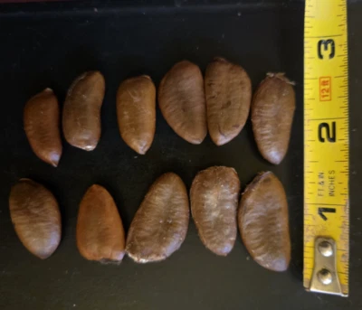 Organically Grown PAW PAW Tree Seed(s) Asimina Triloba INDIAN BANANA Hardy - Image 1 of 4