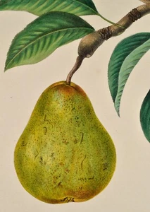 Poire Beurré de Février 1858 altkoloriert Lithografie Birne Pear Pera Poir Obst - Bild 1 von 4