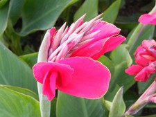 1000 Mixed canna lily seeds, not plant, flower, pond