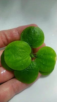 LIMNOBIUM LAEVIGATUM plantas flotantes acuario estanque crecimiento rapido x10 - Imagen 1 de 4