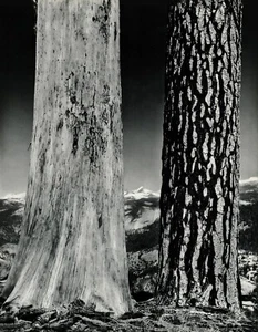 1958 Vintage ANSEL ADAMS Tree Trunk Yosemite Landscape Photo Gravure Art 16x20 - Picture 1 of 1