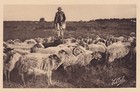 Carte postale ancienne postcard Scènes et Types des Landes échassier moutons