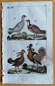 Wilhelm Originaldruck Koloriert Vögel Tab. 12 - 1792 - Bild 1 von 1