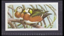 AFRICAN PIGMY GOOSE - 45 + year old English Trade Card # 7