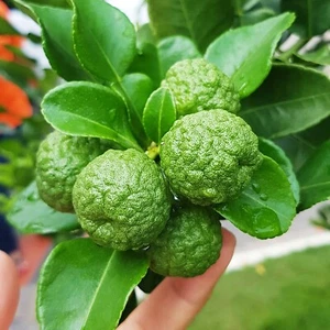 120 frische Kaffir Limettensamen (Citrus hystrix) ~ Original - Bild 1 von 5