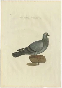 Antique Bird Print of a Pigeon by Sepp & Nozeman (1829) - Picture 1 of 1