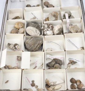 Invertebrate 70 Fossil Bulk Lot - Various Localities - Wholesale - Labeled - Picture 1 of 24