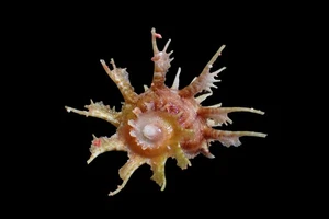 Seashell- Angaria sphaerula (Kiener's Delphinula) 47mm - SPLENDID RARE SPECIMEN! - Picture 1 of 6