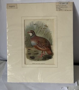 WYMAN - PERNICE SPAGNOLA CON GAMBE ROSSE stampa originale cromata-litografica 1896 - Foto 1 di 4