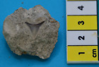 RARE JAVAN BULL shark tooth in matrix from INDONESIA