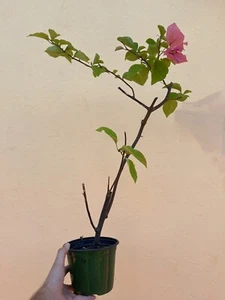 Spectacular Bougainvillea Bonsai- Rare Old Growth Pink Orange Flowers Pre Bonsai - Picture 1 of 13