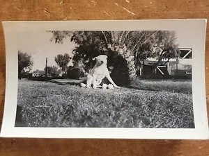 Dogo Argentino Bauernhof Hund ""Flügel"" & 2 Hasen Vintage c1950's B&W Bildunterschrift Foto - Bild 1 von 2