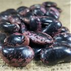 Spring Planting Runner Bean Seeds - Many Varieties Available - Grow Your Own