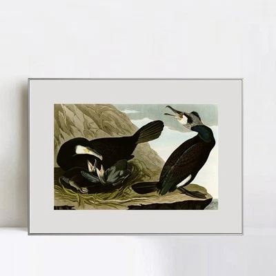 Lienzo enmarcado Giclee Impresión Arte Cormorán Común por John James Audubon Decoración del Hogar Foto 1 de 4