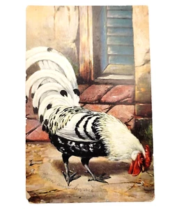 Colorful Fancy Chicken Hen Rooster Poultry Antique 1906 Postcard Cancel Stamp - Picture 1 of 6