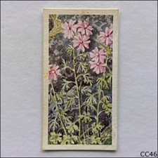 Brooke Bond Tea Card Wild Flowers Series 3 1964 #32 Musk Mallow (CC46)