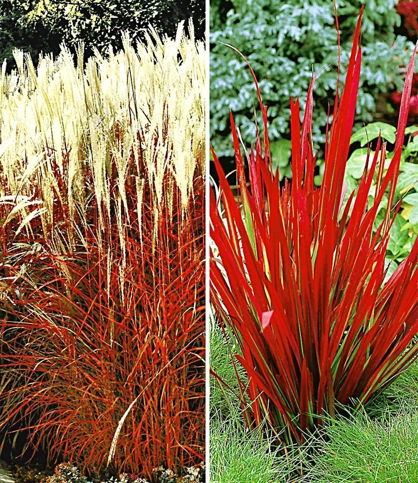 Rote Gräser-Kollektion,4 Pflanzen - Bild 1 von 1