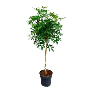 Strahlenaralie - Schefflera auf Stiel - Zimmerpflanze - 170cm - ø35cm - Bild 1 von 4