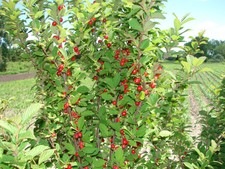Nanking cherry seeds 50+ Prunus Tormentosa MN hearty fruit wildlife survival