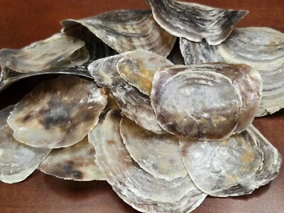 12 PCS PURPLE PLACUNA OYSTER SEA SHELL CRAFT 2 1/2" - 4" #7881 - Image 1 of 3