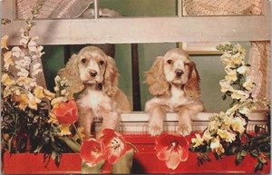 Grüße aus dem Nottingham Inn PA, entzückende Cocker Spaniels Postkarte - Bild 1 von 2