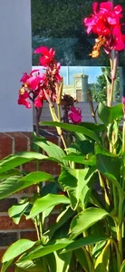 Qty.-10 Free Shipping! Red Canna Lily Rhizome Bulbs, Red Jumbo Plants Tall - Picture 1 of 4