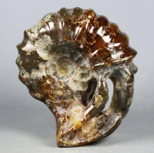 Amazing Gorgeous Rare Jade Ammonite Specimen Shell Healing, Madagascar - Picture 1 of 12