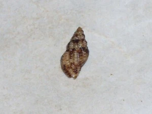 APLUS SCACCHIANUS FANTASTIC - Picture 1 of 2