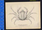 The Kelp Crab -1884 Todd Marine Life Print Pacific Coast