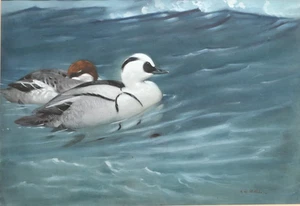 Allen William Seaby (1857-1953) Gouache. Smews. Original Art ex Christie's - Picture 1 of 8