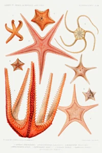 Starfish varieties set illustration II by Albert I Prince of Monaco Giclee Print - Picture 1 of 3