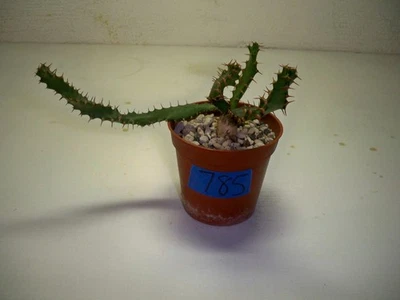 #785  - Euphorbia Squarrosa - Image 1 of 4