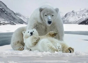 Hoffman Call Of The Wild Snowy Polar Bears Cotton Quilt Panel 31" x 44" - Picture 1 of 1