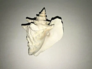 1 Large Conch Shell Seashell Ocean Beach Seashore Decor Collectible - Picture 1 of 2