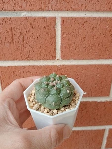 LSN. Astrophytum asterias cv. Ruri Kikko Nudum - Picture 1 of 3
