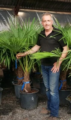 1x 5-5.5ft inc pot Premium Quality -15 Trachycarpus Fortunei Palm Tree - Image 1 of 3