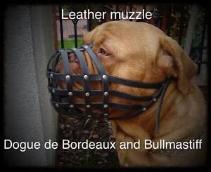  Light leather Dog Muzzle for Dogue de Bordeaux and Bullmastiff