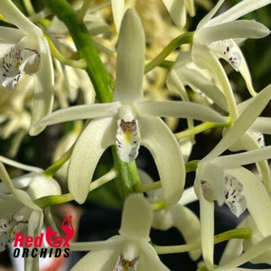 RFO Dendrobium speciosum (var. capricorne X var. curvicaule) X Den. speciosum (' - Picture 1 of 6