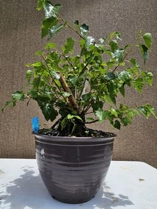 Old European White Birch Bonsai Tree,,  SALE - Picture 1 of 12