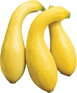 Early Summer Crookneck Squash 25 Seeds Yellow Vegetable - Picture 1 of 1