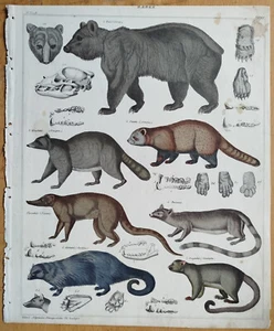 Bär etc. - Oken Großer Originaldruck Koloriert Folio - 1843 - Bild 1 von 2