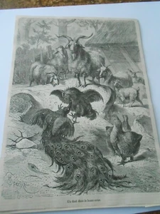 Gravure 1876 - Un duel dans la basse cour - Picture 1 of 1