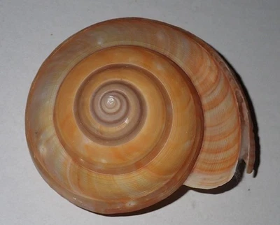 103 mm DEEP WATER Pleurotomaria Teramachii Slit Seashell #AK2 From Taiwan - Image 1 of 4