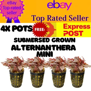 LCA- 4x POTS Submersed Grown Alternanthera mini Live Aquarium Fish Tank Shrimp - Picture 1 of 1