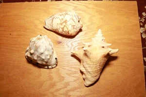 Long Horned Queen Conch, Large Brown Striped Conch, Bullsmouth Helmet Conch - Picture 1 of 15
